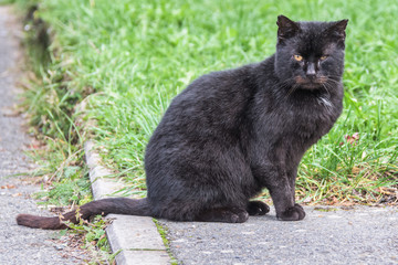 Naklejka na ściany i meble Black cat sitting on a pavement