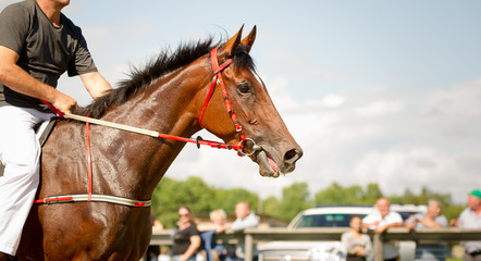 Obraz premium racing horse portrait close up
