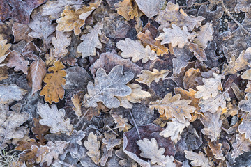 autumn oak leaves with frost
