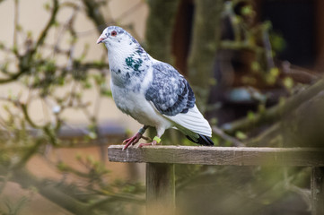 White pigeon sitting on a wooden slab