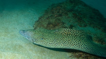 A spotted eel on the sea floor