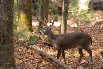 Naklejka na ściany i meble Large white-tailed deer buck in woods