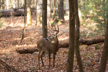Large white-tailed deer buck in woods