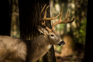 Fototapeta premium Large white-tailed deer buck in woods