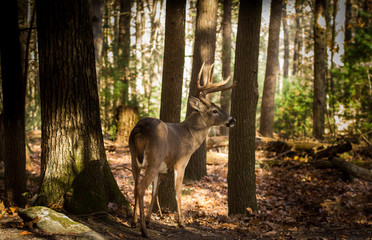 Naklejka premium Large white-tailed deer buck in woods