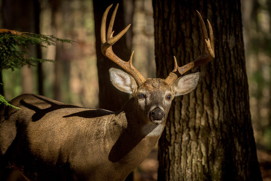 Fototapeta Large white-tailed deer buck in woods