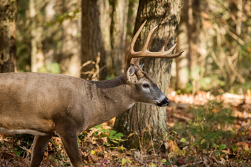 Naklejka na ściany i meble Large white-tailed deer buck in woods