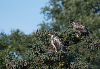 two immature bald eagles in a tree