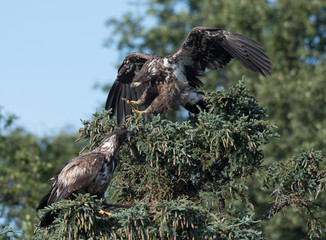 two immature bald eagles in a tree