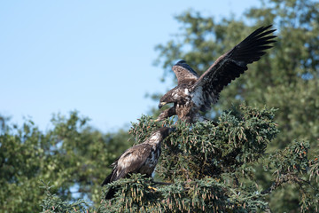 two immature bald eagles in a tree