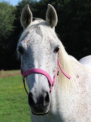 Front closeup of a white horse