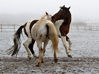 Horses play fighting in a pasture