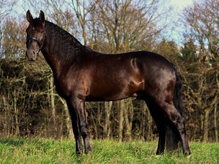 Majestic, well bred French Trotter horse in a grassland