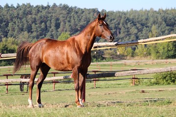 Portrait of a thoroughbred horse against a grassland backdrop