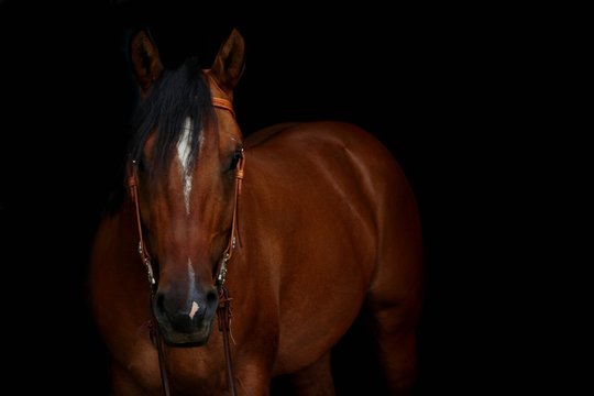 The front profile of a reddish-brown horse with a white blaze on its forehead