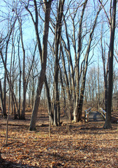 Footbridge in the park