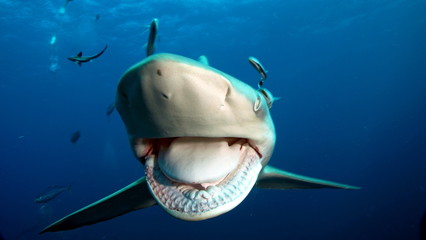 Into a shark's big mouth