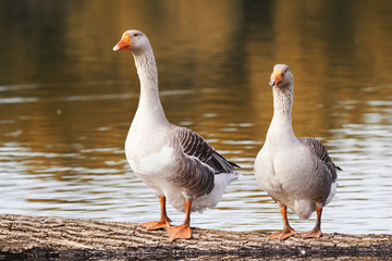 two Greylag geese are at the pond in the village