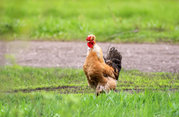 funny red hen with a tuft paces on the green grass on the farm