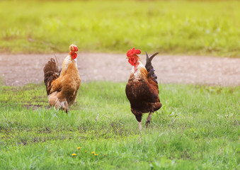 rooster and chicken walking on green grass in the summer countryside