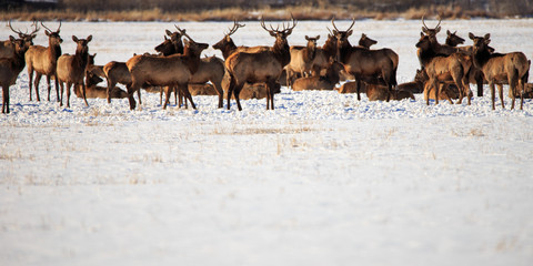 Elk Herd.