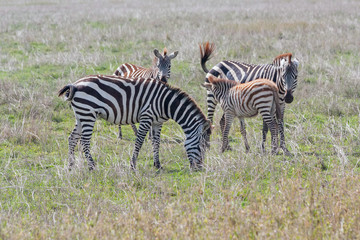 Fototapeta na wymiar Burchell’s Zebras graze on savanna pasture on blurred vignette. Serengety National Park, Great Rift Valley, Tanzania, Africa.