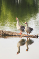 Two Greylag geese are at the pond and are reflected in the water