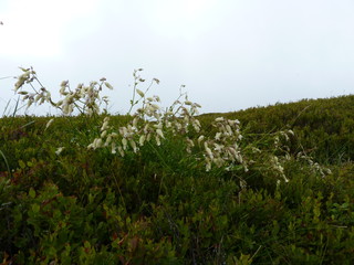 Obraz na płótnie Canvas White flowers on a rainy and misty meadow. Foggy mountains meadow. Beautiful landscape rainy clouds moody weather colors scenic background. Bieszczady mountains, Poland