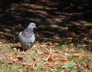 Pigeon on the road autumn sunny day