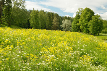 Summer landscape of nature.