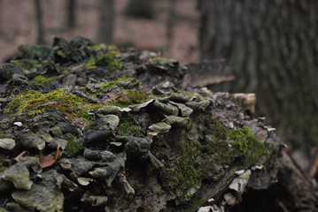 Fototapeta na wymiar Mossy Fungus on Rotten Tree