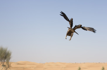 Naklejka premium Greater spotted eagle (clanga clanga) flying away