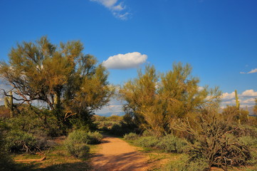 Desert Vistas