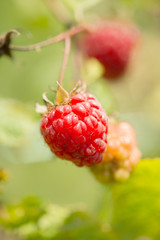 Raspberries