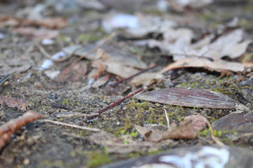 Autumn leaves and shells