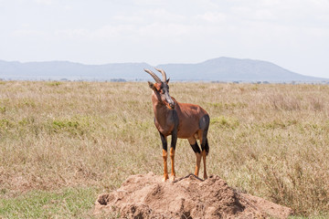 Topi antelope stands on clay heap in savanna plain against cloudy sky and distant mountain view background. Serengeti National Park, Great Rift Valley, Tanzania, Africa. 