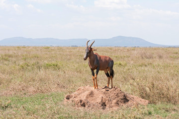 Naklejka na ściany i meble Topi antelope stands on clay heap in savanna plain against cloudy sky and distant mountain view background. Serengeti National Park, Great Rift Valley, Tanzania, Africa. 