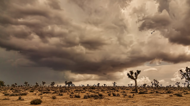 Desert Storm