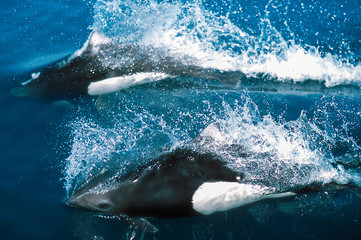 Dall's porpoises surfacing