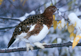 Willow ptarmigan walking on a snowy branch