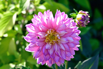 Pink Flower In The Garden