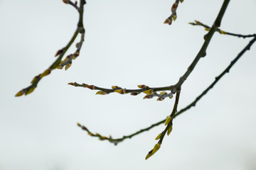 Начало зимы