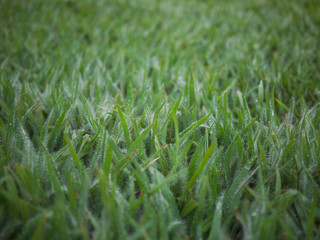 Grass