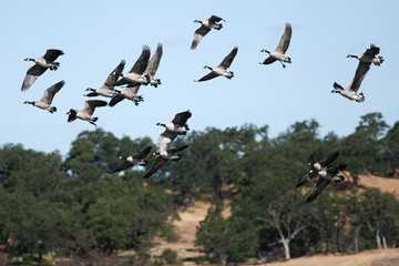 Canada geese landing