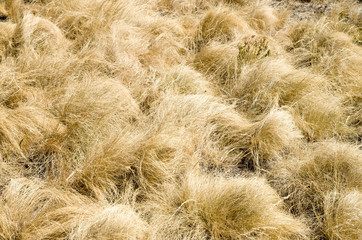 Yellow grass of mountain meadow in the fall