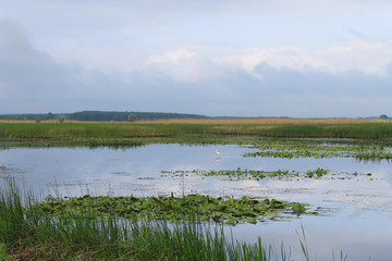 White egret on the river