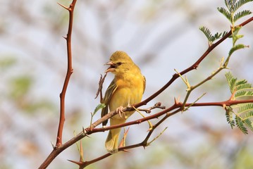 Southern Masked Weaver - Wild Bird Background - Itching Fun