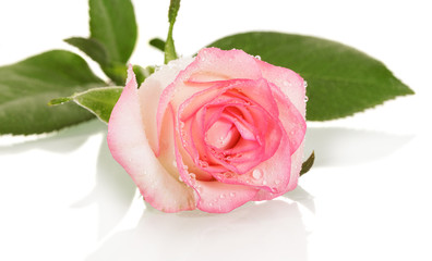 Beige Rose in drops of water isolated on a white