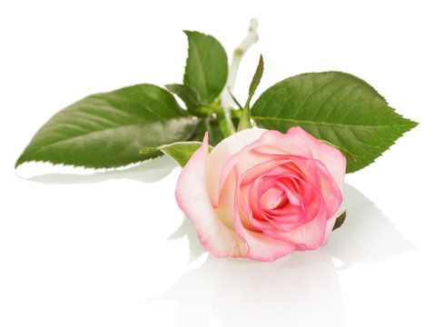 Beautiful beige rose with pink trim isolated on white
