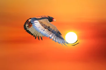 Papier Peint photo autocollant Aigle Bateleur Eagle - African Wild Raptor Background - Flight of the Sun
